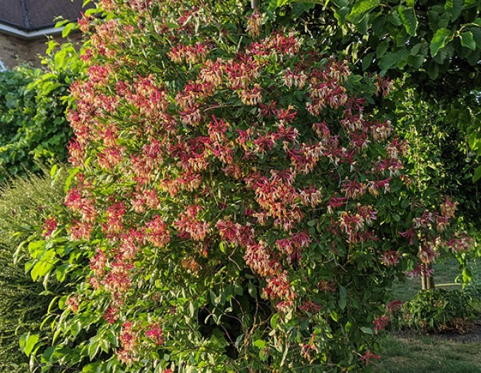 Wald-Geisschlinge Serotina