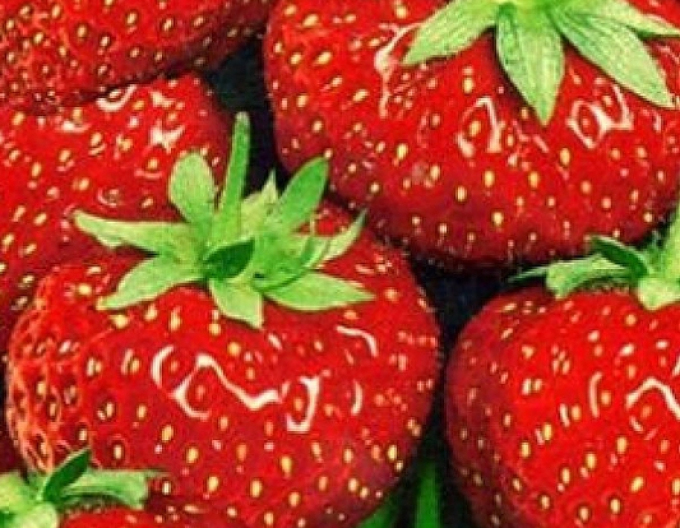 Erdbeere Senga Sengana