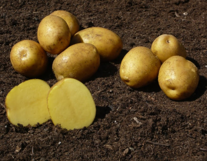 Pflanzkartoffeln Sunita 5kg