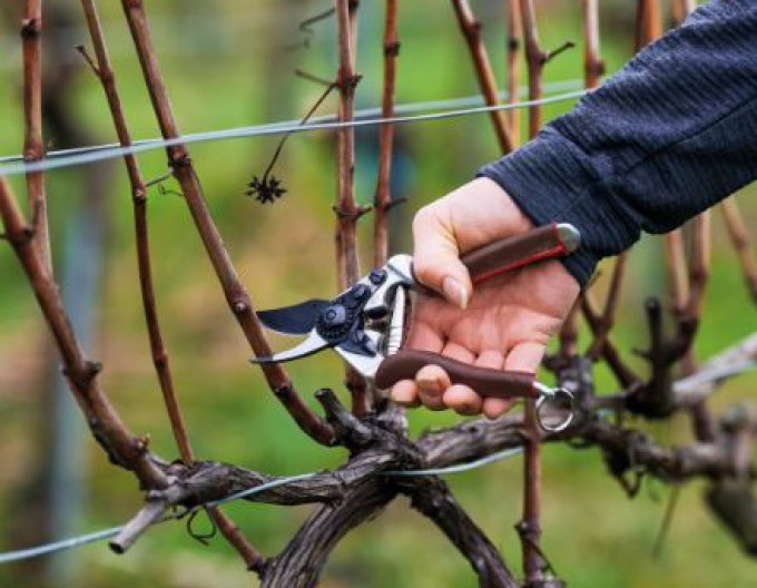 FELCO 6 Elite Gartenschere