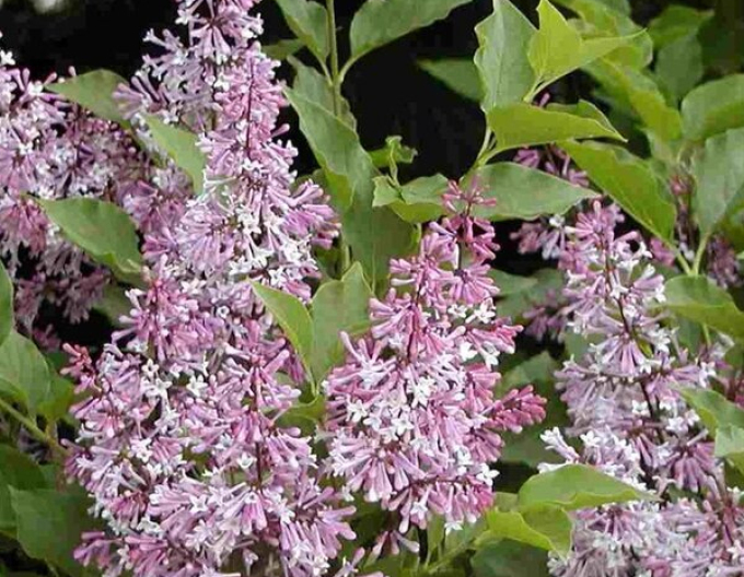 Breitwüchsiger Flieder Miss Kim
