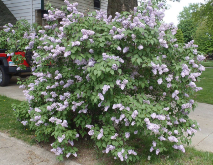 Breitwüchsiger Flieder Miss Kim