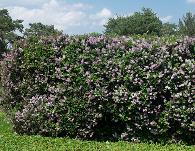 Breitwüchsiger Flieder Miss Kim