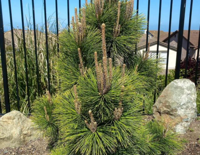 Thunberg-Kiefer Thunderhead