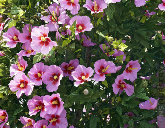 Garten-Eibisch Aphrodite