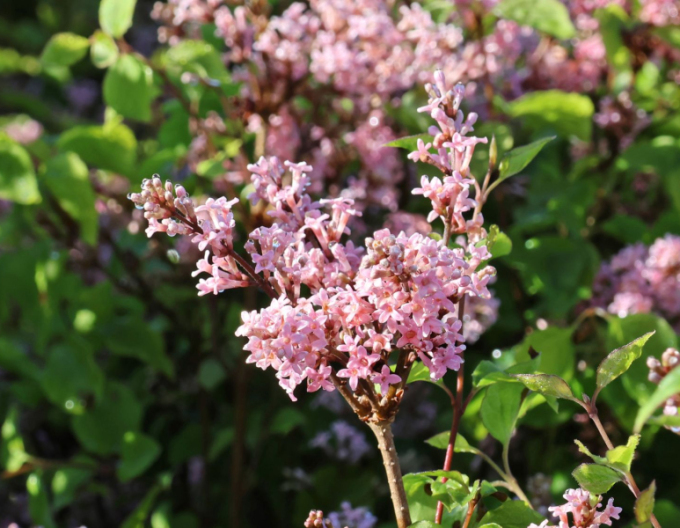 Meyers Flieder Flowerfesta Pink