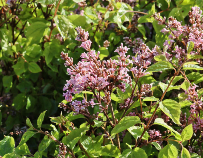 Meyers Flieder Flowerfesta Pink