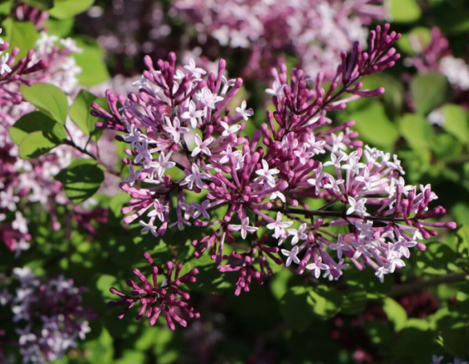 Meyers Flieder Pixie Red