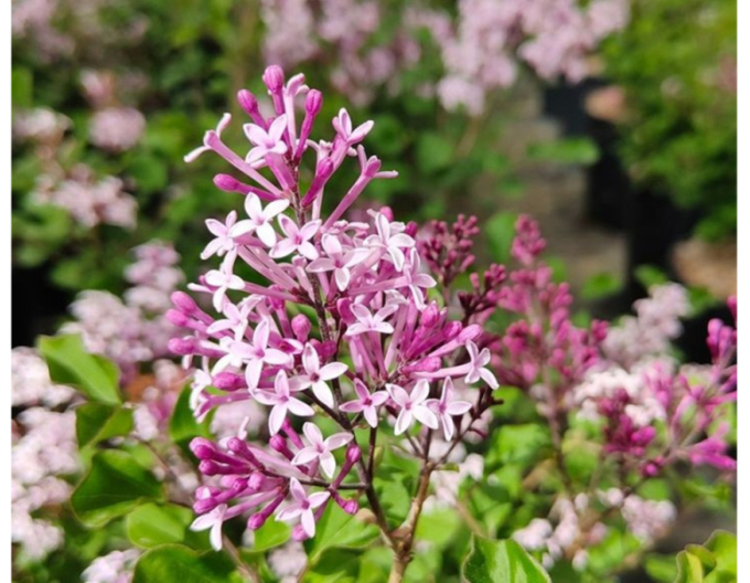 Meyers Flieder Pixie Red