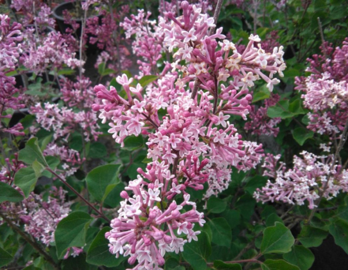 Meyers Flieder Pixie Red