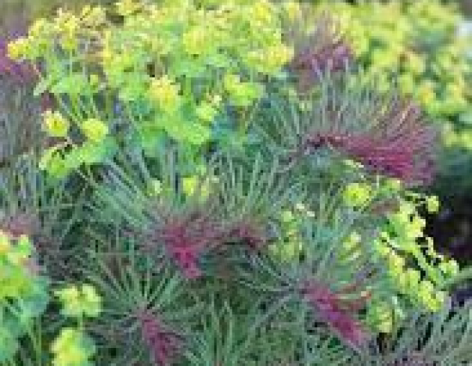 Zypressen Wolfsmilch Fens Ruby