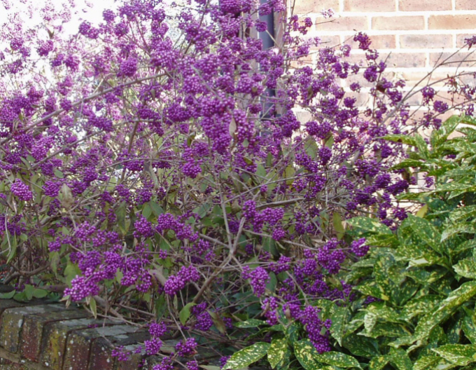 Schönfrucht Giraldii