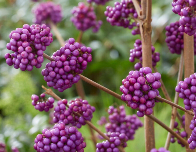 Schönfrucht Giraldii