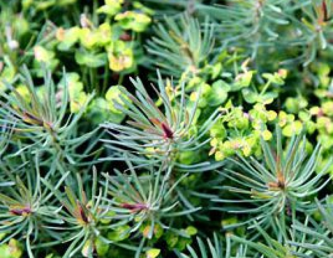 Zypressen Wolfsmilch Fens Ruby