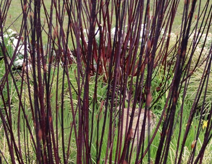 Weißer Hartriegel Kesselringii