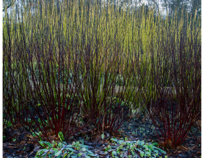 Weißer Hartriegel Kesselringii