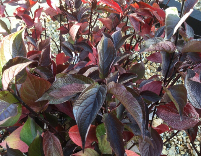 Weißer Hartriegel Kesselringii