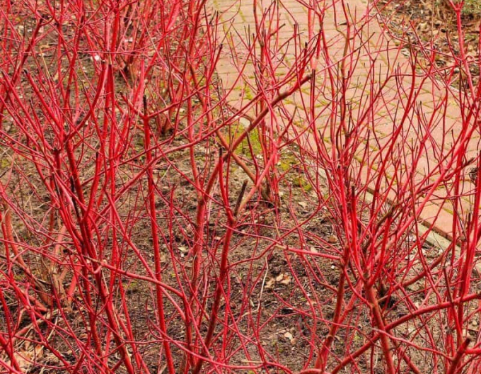 Weißer Hartriegel Miracle