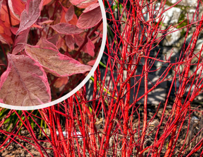 Weißer Hartriegel Miracle