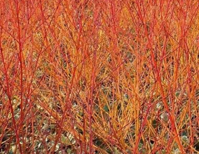 Hartriegel Anny Winter Orange