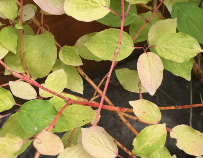 Hartriegel Anny Winter Orange