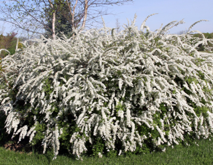 Grauer Spierstrauch ’Grefsheim’