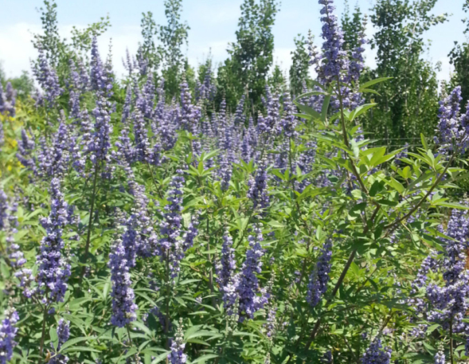 Vitex Magical Summertime Blues