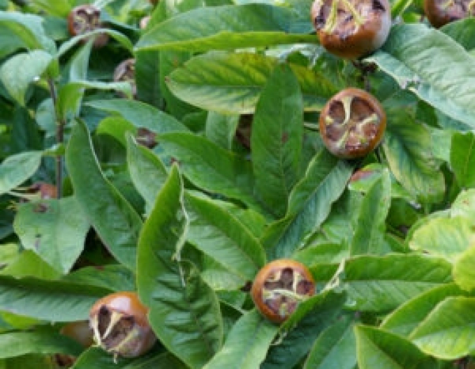 Mispel Nottingham, auf Quitte, cont. 5L