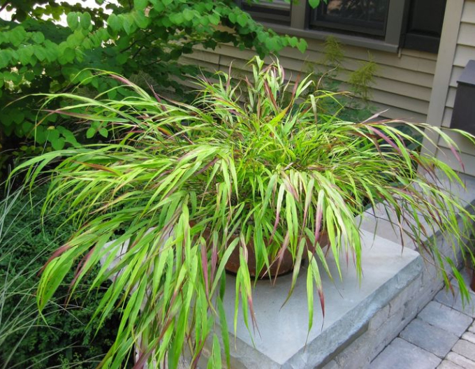 Japanisches Berggras Beni Kaze