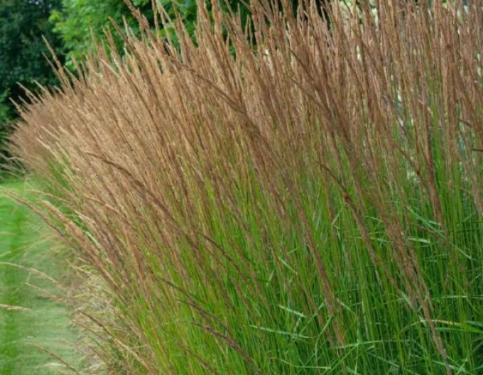 Pfeifengras Moorflamme