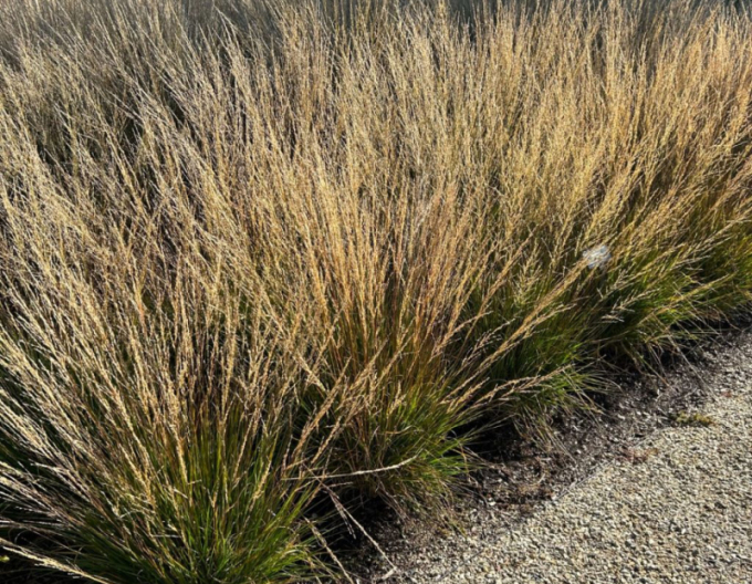 Pfeifengras Moorflamme