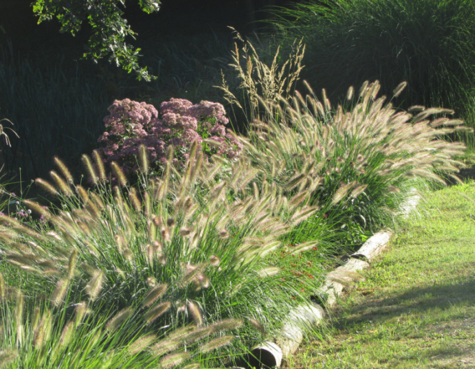 Lampenputzergras Casian