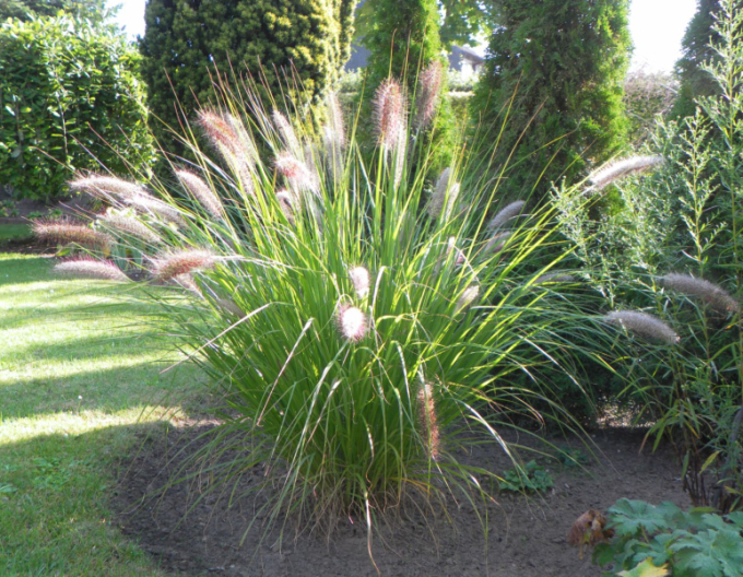 Lampenputzergras Casian