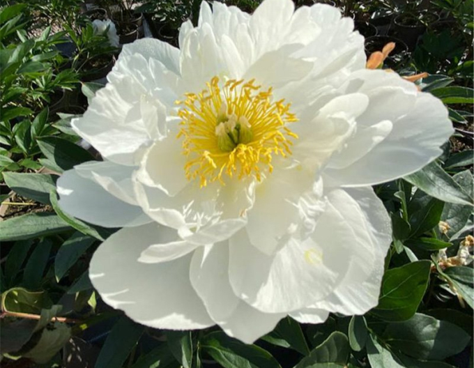 Chinesische Pfingstrose Miss America