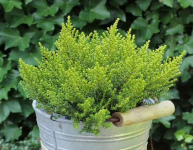 Strauchveronika Golden Nugget