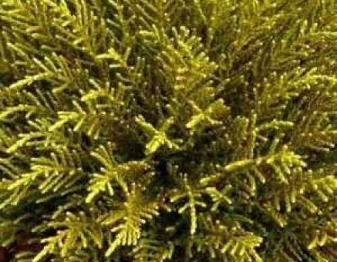 Strauchveronika Golden Nugget