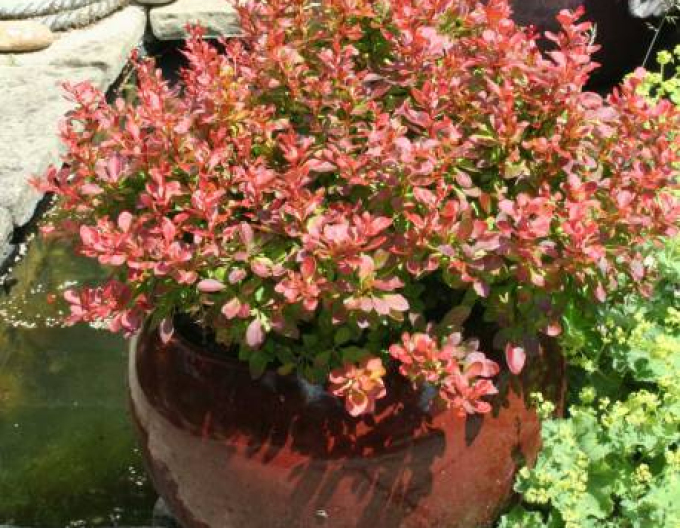 Berberitze Admiration