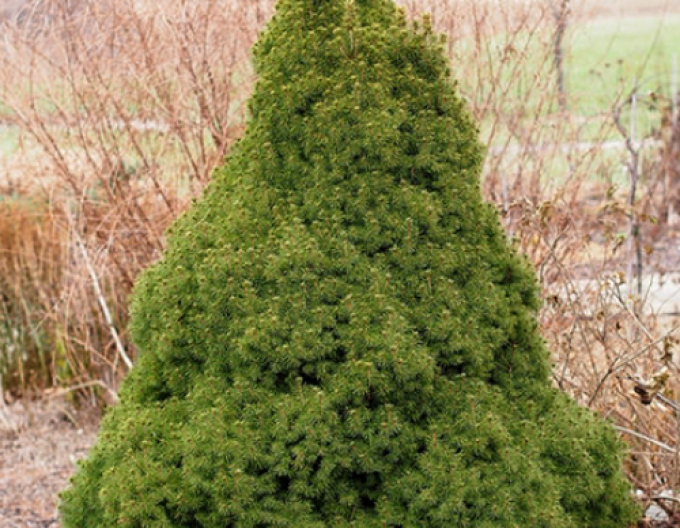 Weißfichte Conica 100- 110cm