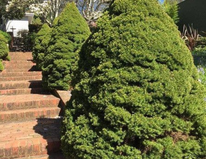 Weißfichte Conica 100- 110cm