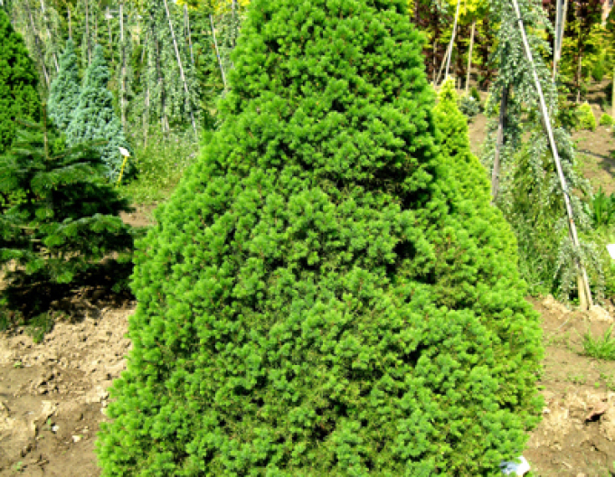 Weißfichte Conica 100- 110cm