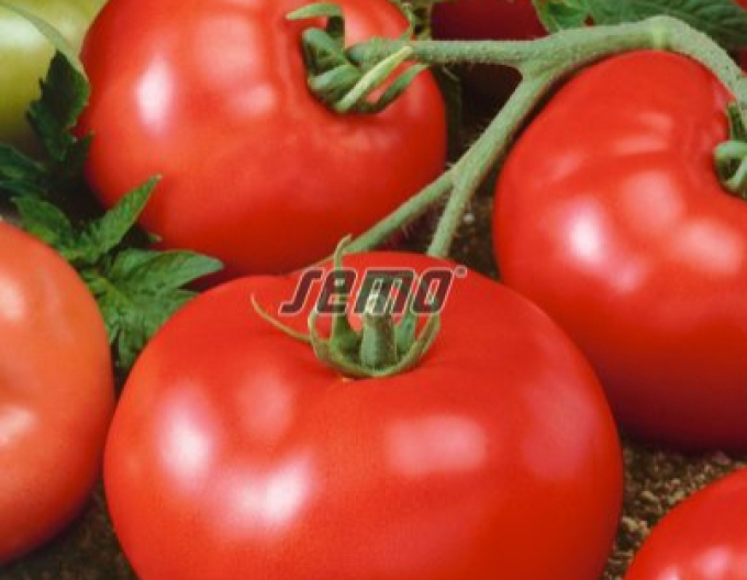Semo Buschtomate Tereza F1