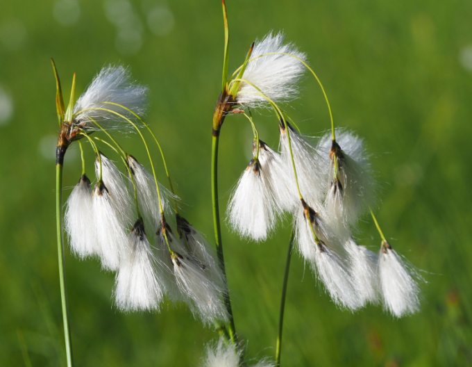 Schmalblättriges Wollgras