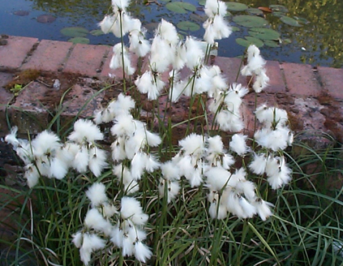 Schmalblättriges Wollgras