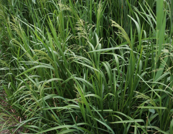 Großes Süßgras