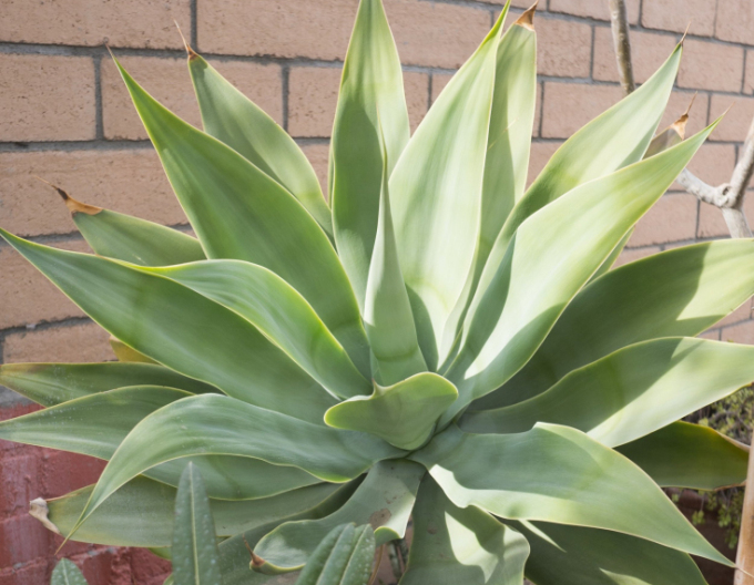 Agave Attenuata