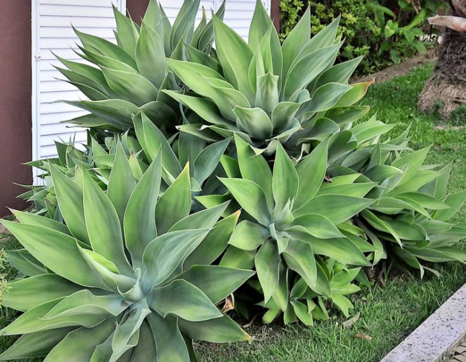 Agave Attenuata