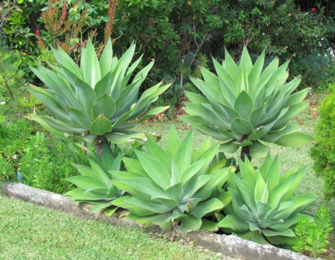 Agave Attenuata