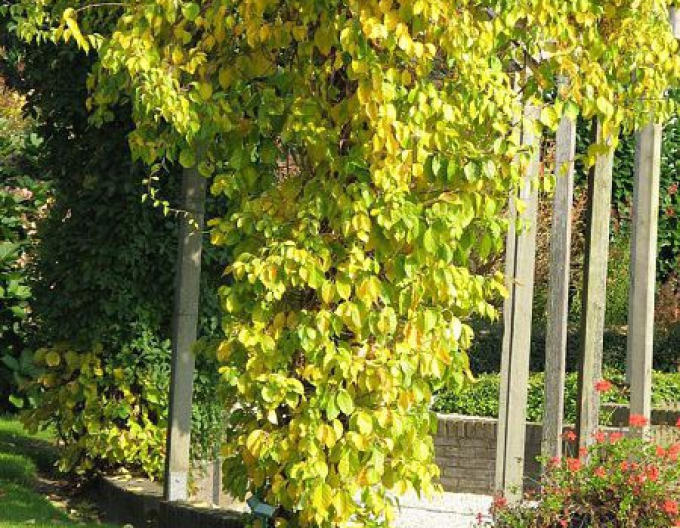 Rotblättriger Baumwürger Hermaphroditus