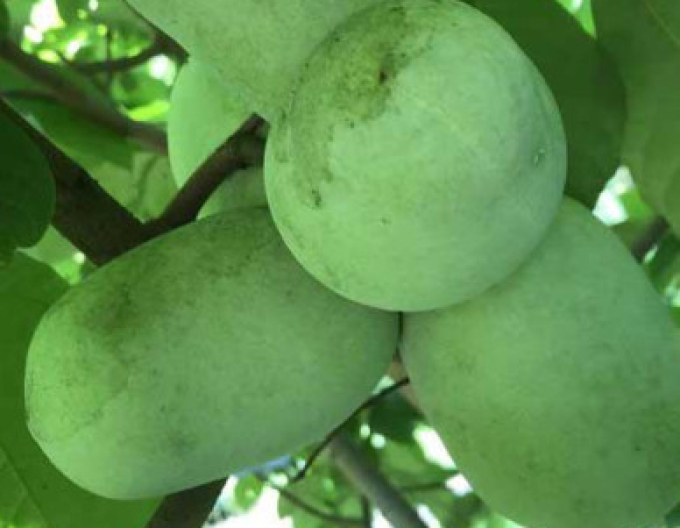 Asimina tricolor - Indianerbanane