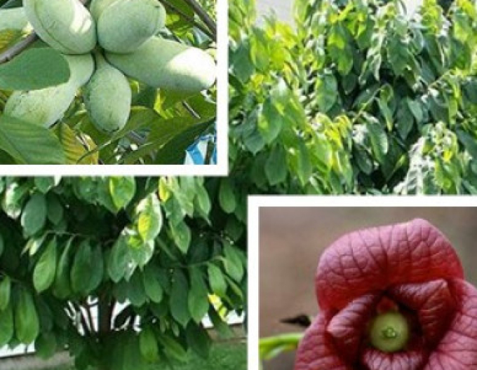 Asimina tricolor - Indianerbanane